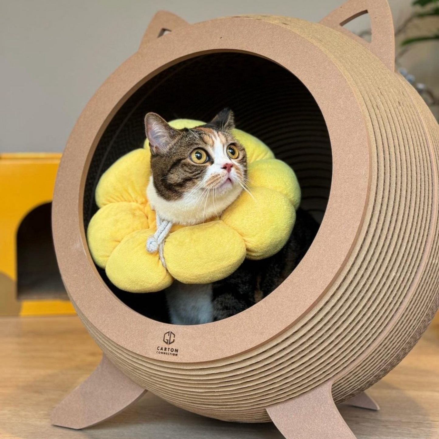 Catosphere