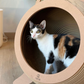 Catosphere