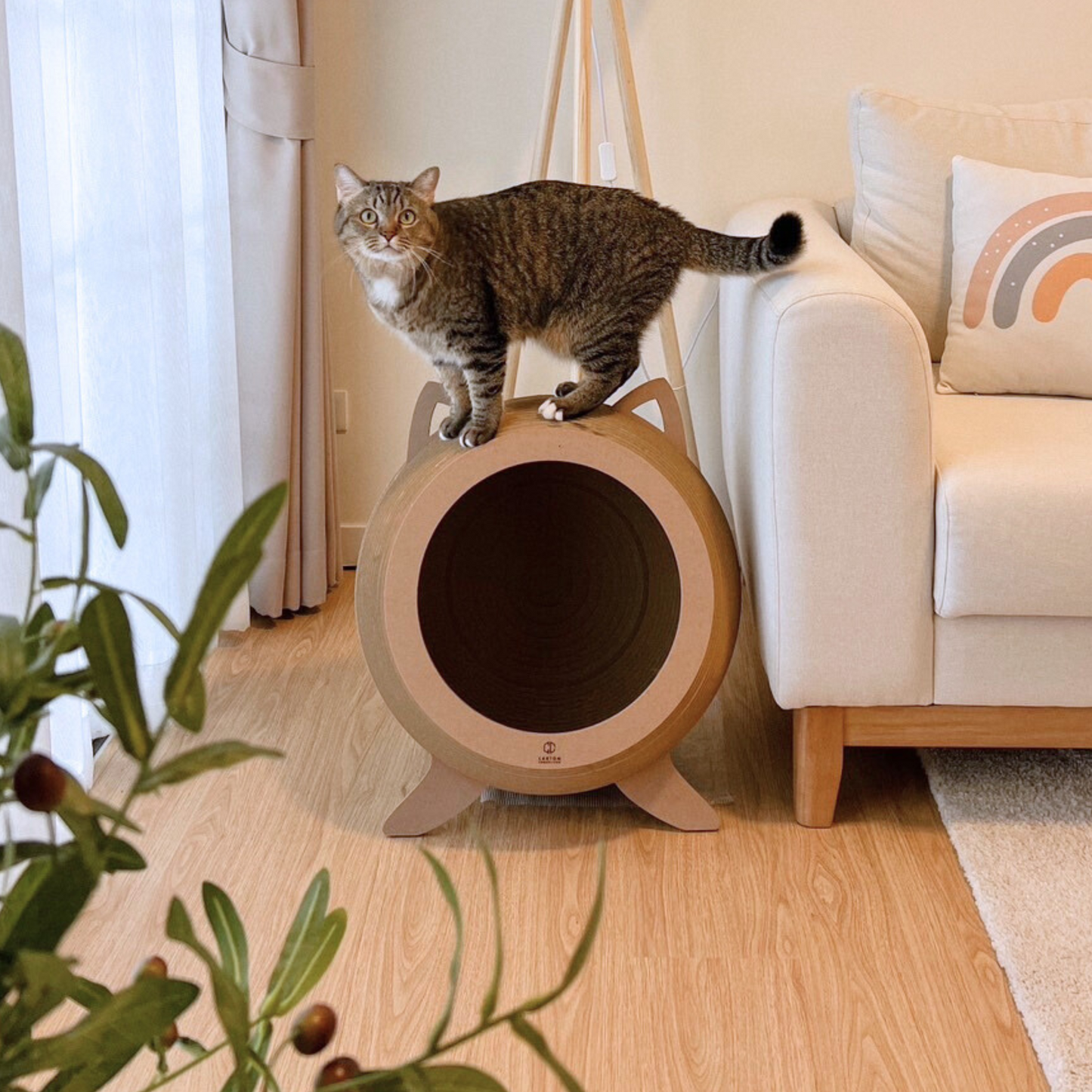 Catosphere