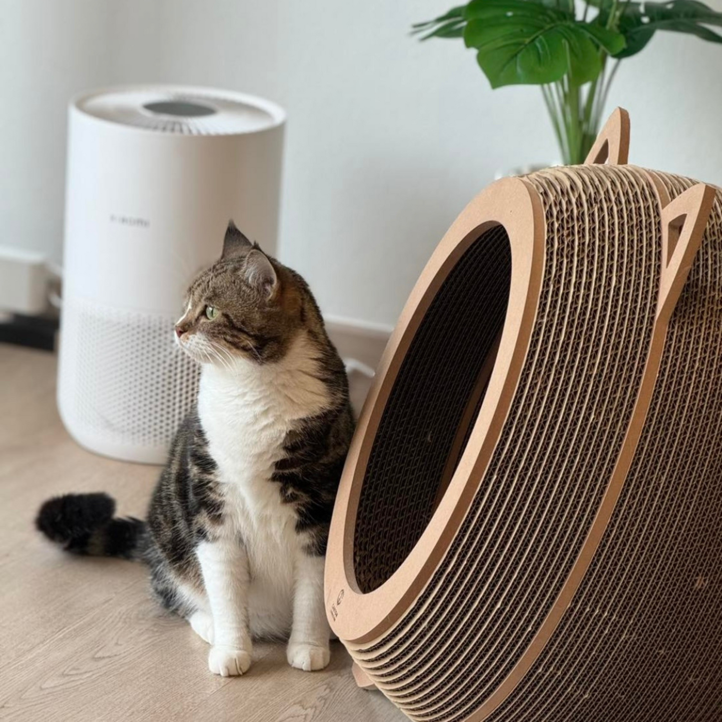 Catosphere