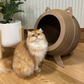 Catosphere